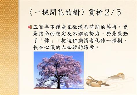 樹的現代詩|現代詩《一棵開花的樹》賞析